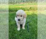 Puppy Black Golden Retriever