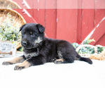 Small Photo #26 German Shepherd Dog Puppy For Sale in PARKESBURG, PA, USA