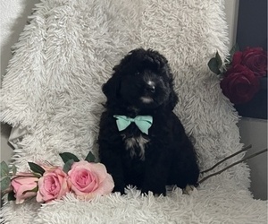 Bernedoodle Puppy for sale in THORP, WI, USA