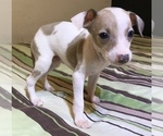 Small Photo #1 Italian Greyhound Puppy For Sale in BROOKLYN, NY, USA