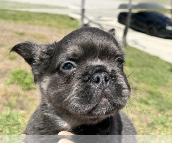 Medium Photo #3 French Bulldog Puppy For Sale in LEHIGH ACRES, FL, USA