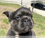 Small #2 French Bulldog