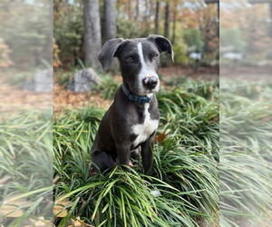 Labrador Retriever-Unknown Mix Dogs for adoption in Alexander, AR, USA