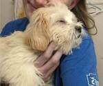 Small Photo #10 ShihPoo Puppy For Sale in CLAYTON, NC, USA