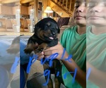 Small Photo #7 Rottweiler Puppy For Sale in BRADFORD, NY, USA