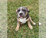 Puppy Pinky American Bully