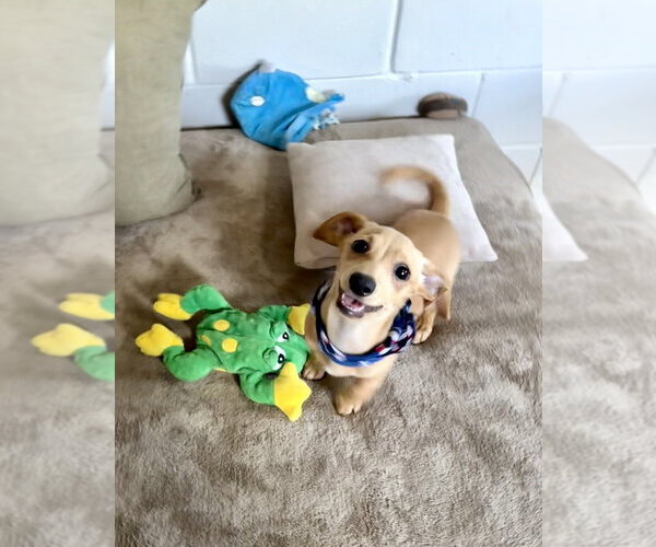 Medium Photo #3 Dachshund-Unknown Mix Puppy For Sale in San Leon, TX, USA