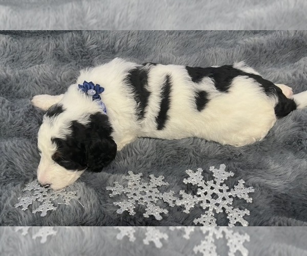 Medium Photo #4 Bernedoodle Puppy For Sale in CLEVELAND, TN, USA