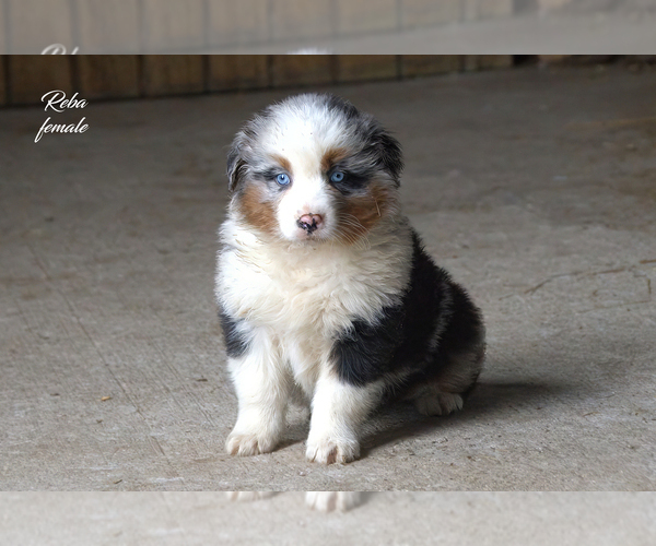 Medium Photo #4 Australian Shepherd Puppy For Sale in CLARE, MI, USA
