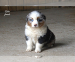 Small Photo #4 Australian Shepherd Puppy For Sale in CLARE, MI, USA