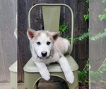 Small Photo #1 - Mix Puppy For Sale in Menifee, CA, USA