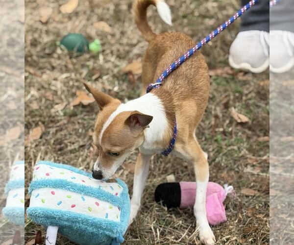 Medium Photo #3 Chihuahua-Unknown Mix Puppy For Sale in Yardley, PA, USA
