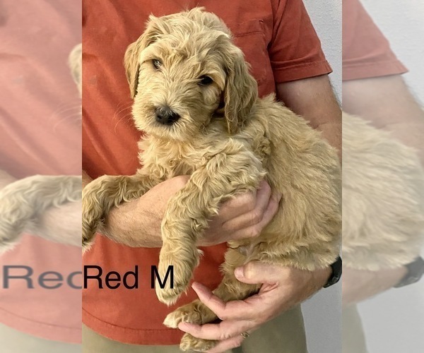 Medium Photo #2 Goldendoodle Puppy For Sale in MILTON, FL, USA