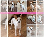 CHAI - Female Chihuahua-Unknown Mix Dog for Adoption - Small photo