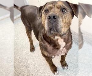 Presa Canario-Unknown Mix Dogs for adoption in Houston, TX, USA
