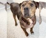 RILEY - Male Presa Canario-Unknown Mix Dog for Adoption - Small photo