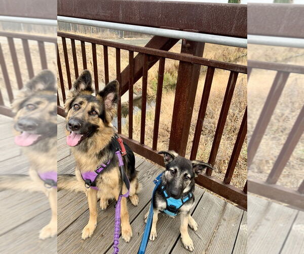 Medium Photo #3 German Shepherd Dog Puppy For Sale in West Sacramento, CA, USA