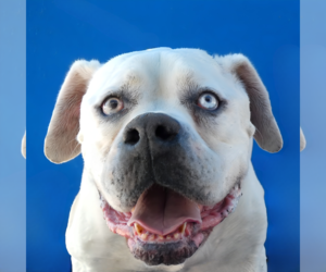 American Bulldog Dogs for adoption in Pasadena, CA, USA