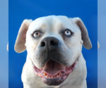 Small American Bulldog
