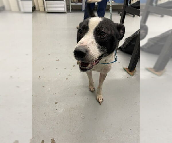 Medium Photo #1 Borador Puppy For Sale in Waco, TX, USA