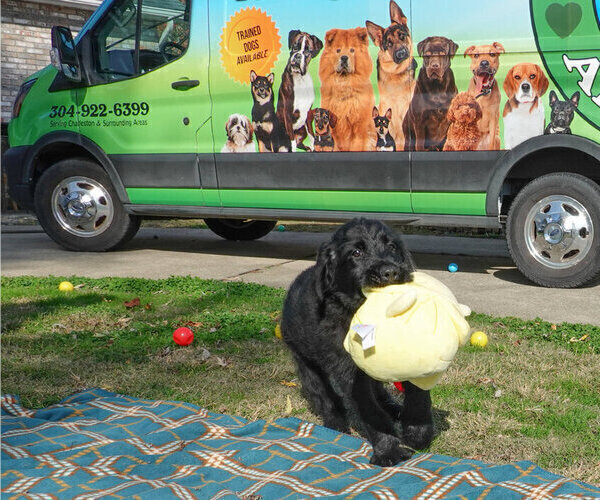 Medium Photo #9 Black Russian Terrier Puppy For Sale in S CHARLESTON, WV, USA