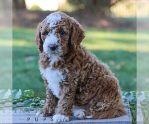 Goldendoodle (Miniature) Puppy for sale in LITITZ, PA, USA