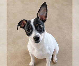 Birdie - Female Rat Terrier Dog for Adoption - Photo #2