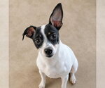 Small #1 Rat Terrier