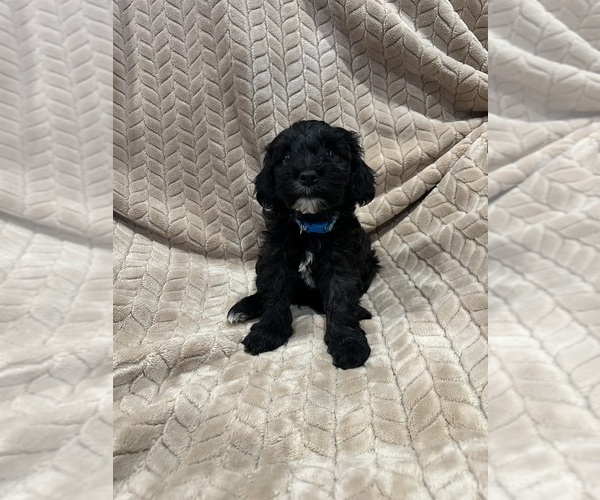 Medium Photo #8 Cockapoo (Miniature) Puppy For Sale in SAN DIEGO, CA, USA