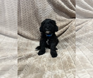 Medium Cockapoo (Miniature)