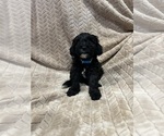 Puppy 7 Cockapoo (Miniature)