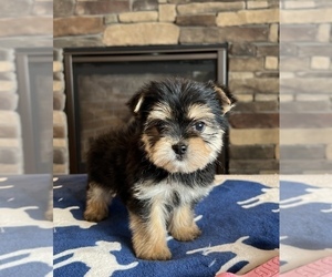 Morkie Puppy for sale in NOBLESVILLE, IN, USA