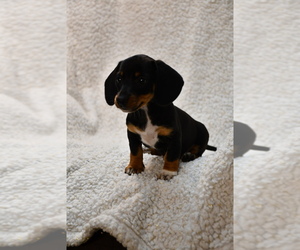 Dachshund Puppy for sale in PARIS, TN, USA
