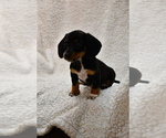 Small Dachshund