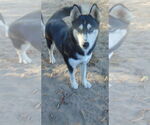 Small Siberian Husky