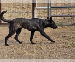 The River Pups - Cotton in NM fka Echo - Female Holland Shepherd-Unknown Mix Dog for Adoption - Photo #4
