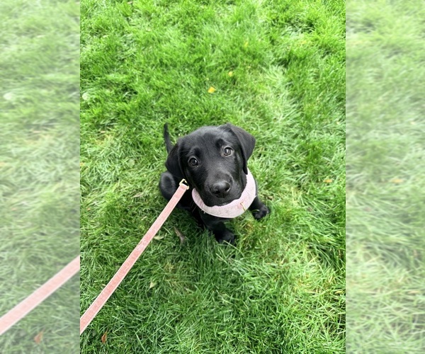 Medium Photo #1 Labrador Retriever Puppy For Sale in RENO, NV, USA