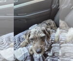Small #2 Mutt