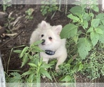 Small Photo #1 Pomeranian Puppy For Sale in BOSTON, MA, USA