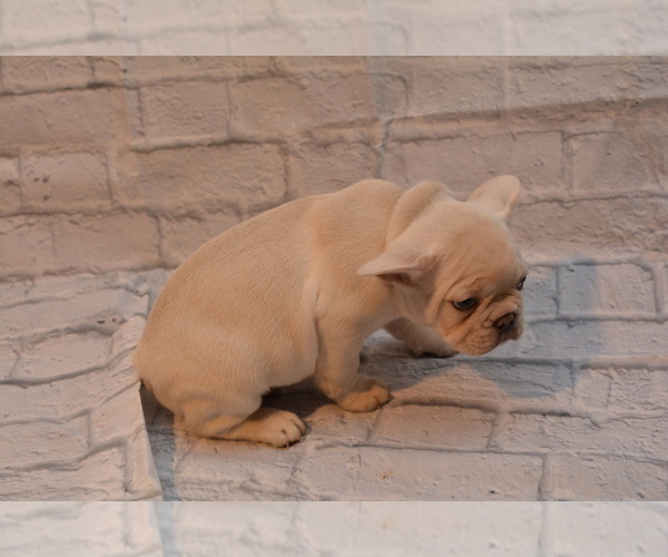 Medium Photo #8 French Bulldog Puppy For Sale in TALLAHASSEE, FL, USA