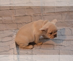 Small #7 French Bulldog