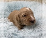 Small Photo #63 Goldendoodle Puppy For Sale in PIERSON, FL, USA