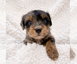 Small #2 Aussie-Poo-Bernedoodle Mix