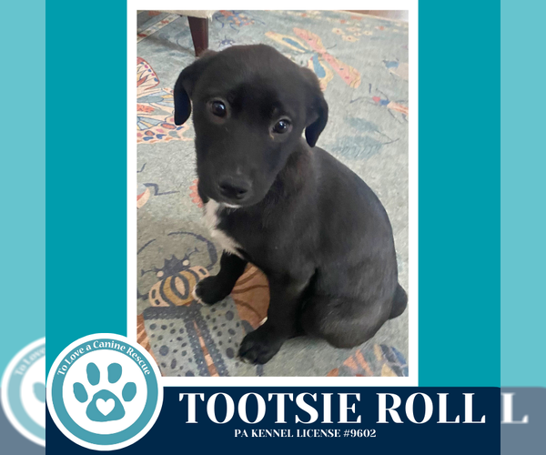 Medium Photo #7 Border Collie-Unknown Mix Puppy For Sale in Kimberton, PA, USA