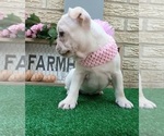 Small Photo #2 French Bulldog Puppy For Sale in CARTHAGE, TX, USA