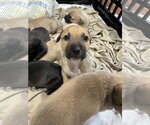 Small #15 Mutt