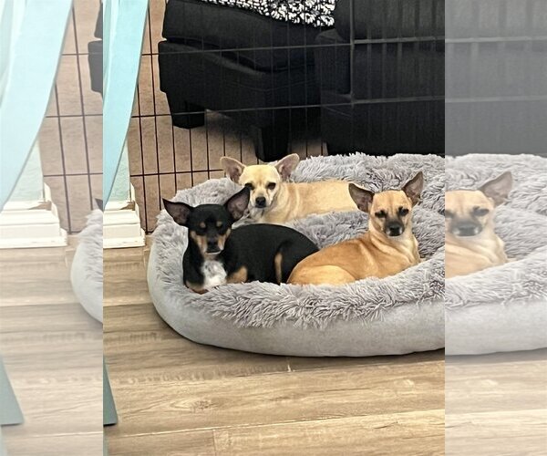Medium Photo #5 Chihuahua Puppy For Sale in La Verne, CA, USA