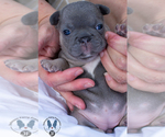 Small Photo #4 French Bulldog Puppy For Sale in MARIETTA, GA, USA