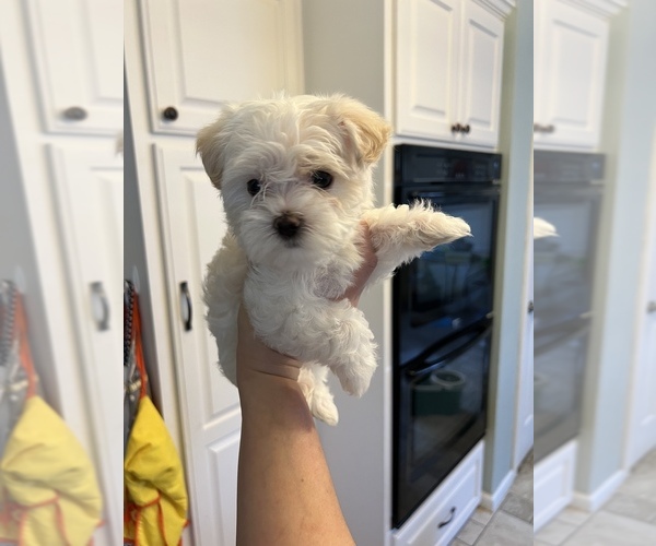 Medium Photo #2 Morkie Puppy For Sale in HOUSTON, TX, USA