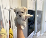 Small Photo #2 Morkie Puppy For Sale in HOUSTON, TX, USA